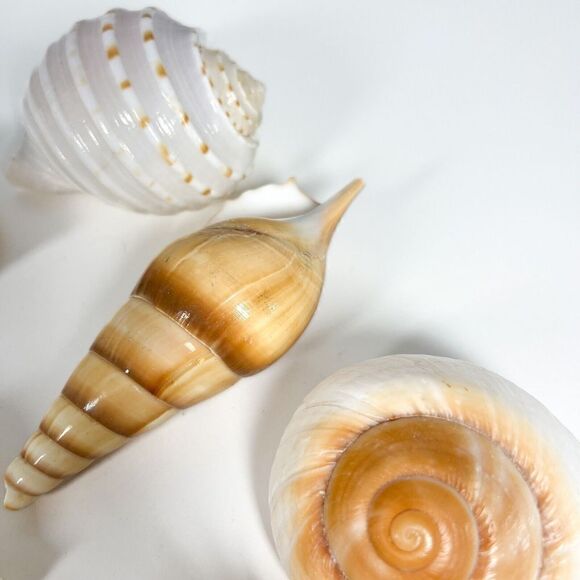 Lot of 10 Sea Shells - Various shapes and sizes - Picture 2 of 12